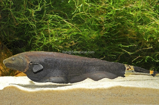 Picture of SOUTH AMERICAN FISH - BLACK GHOST KNIFEFISH MED 