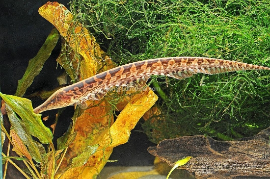 Picture of OSSA KNIFE-W.W           