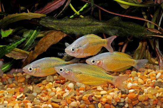 Picture of RAINBOWFISH-YELLOW MD           