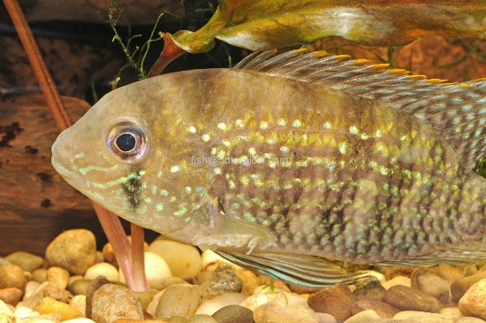Picture of BLUE ACARA REG           