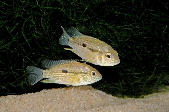 Picture of GRN TERROR-              