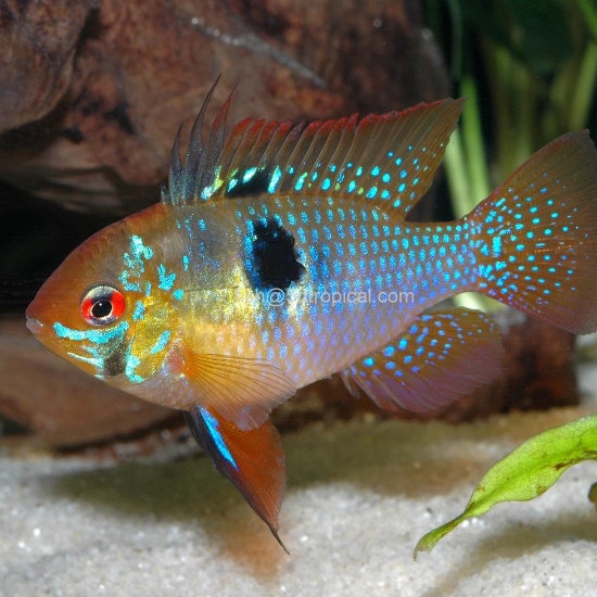 Picture of CICHLID-GERMAN BLUE RAM (FL)     