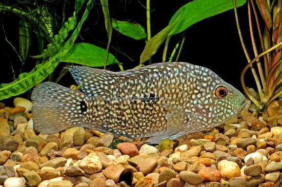 Picture of CICHLID-TEXAS MED                