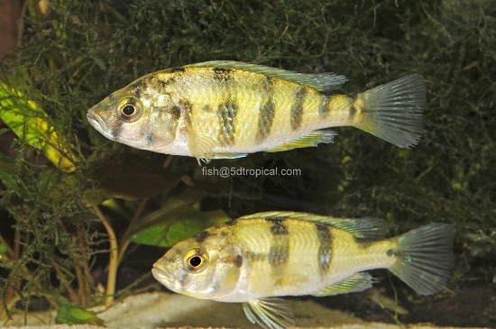 Picture of OBLIQUEDEN BREEDER       