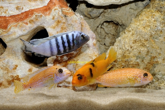 Picture of AFRICAN MBUNA-ASSORTED FANCY LG     