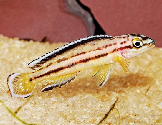 Picture of JULI REGANI KIPILI SM    