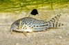 Picture of CORYDORAS-C. JULEI TANK RAISED-SMALL