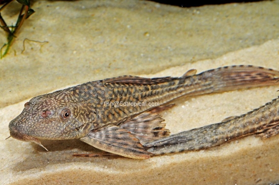 Picture of PLECO-4"  COMMON                 