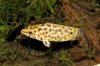 Picture of AFRICAN FISH- CTENOPOMA LEOPARD- SMALL      
