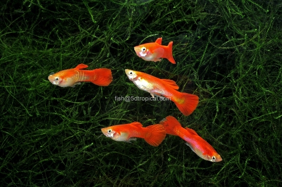 Picture of GUPPY-RED ROSE MALE     