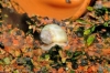 Picture of SNAIL-IVORY (NO GA,AZ,LA)    