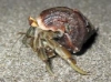 Picture of CRUSTACEAN-CRAB HAITI HERMIT REG LAND