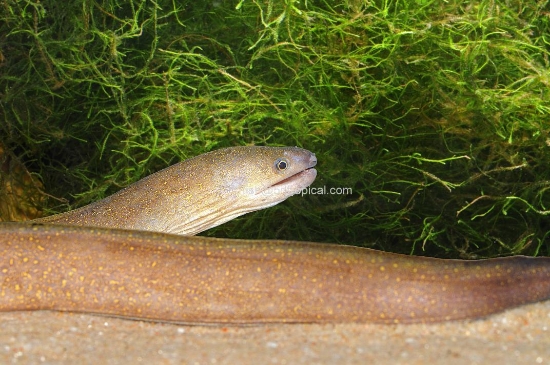 Picture of MARBLE MORAY EEL (FW)   