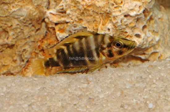 Picture of ALTO.COMPRESS GLD HEAD SM