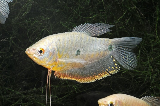Picture of GOURAMI-LAVENDER              