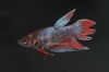 Picture of BETTA-FEMALE-ASSORTED COLORS              