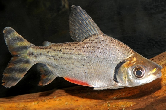 Picture of FLAG PROCHIL 4-4.5"      