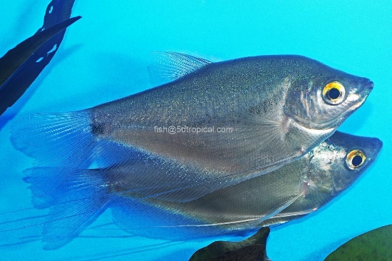Picture of GOURAMI-MOONLIGHT REG            