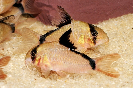 Picture of SOUTH AMERICAN CORY-METAE CORY       