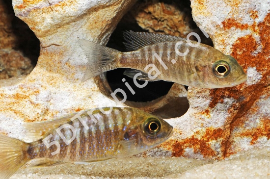 Picture of LEMON JACOBFREIBRGI REG  