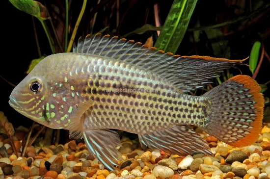 Picture of CICHLID-GREEN TERROR 4" (FL)     