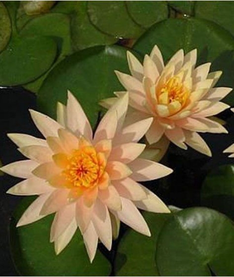 Picture of LILY HARDY PEACH         