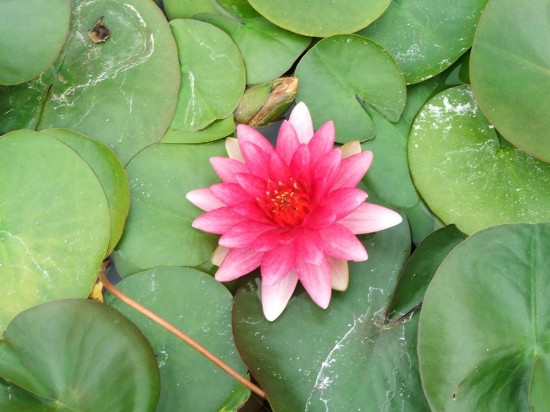 Picture of LILY HARDY PINK          