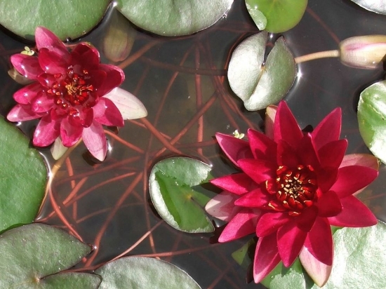 Picture of LILY HARDY RED           