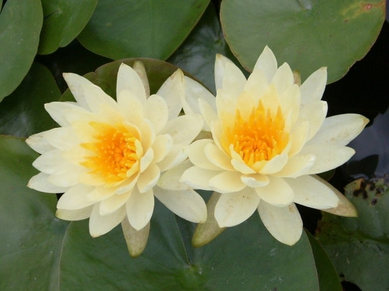 Picture of LILY HARDY YELLOW        