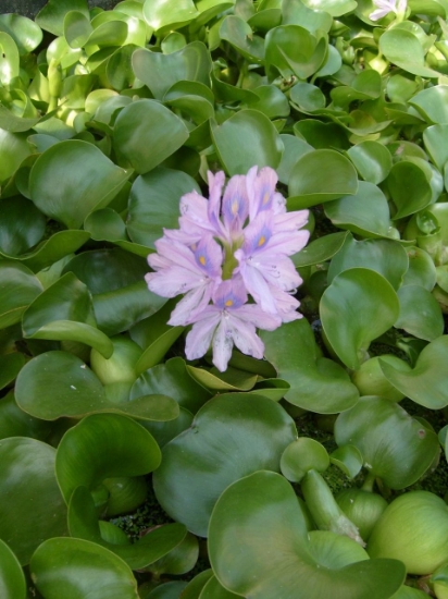 Picture of WATER HYACINT(NO FL)     