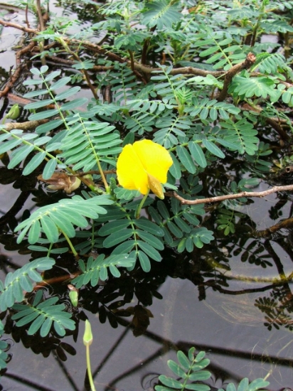 Picture of SENSITIVE FERN GIANT     
