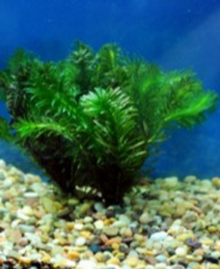 Picture of ANACHARIS-WILD LOCAL *CANNOT BE SHIPPED TO: AL, CA, CT, ID, IL, IN, LA, ME, MA, MI, MS, NE, NH, NY, OH, OR, SC, VT, WA, WI