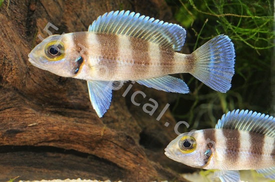 Picture of L. TRETOCEPHALUS MD      