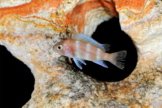 Picture of TANGANYIKAN- CYPHOTILAPIA RED FRONTOSA  SM      