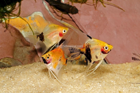 Picture of KOI ANGEL LG             