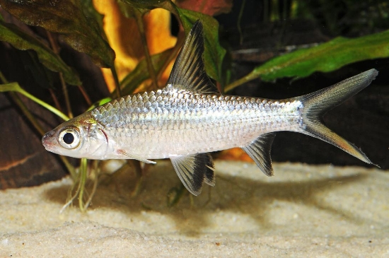 Picture of BALA SHARK 8-9"(FL)      