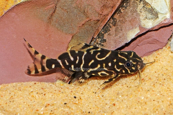 Picture of SYNODONTIS ANGILICUS X EUPTERUS HYBRID 1"