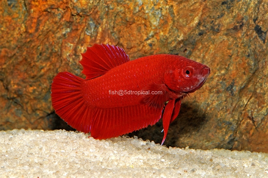 Picture of BETTA RED PLAKAT MALE   