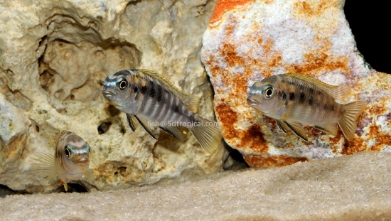 Picture of RED HEAD MAC REG         