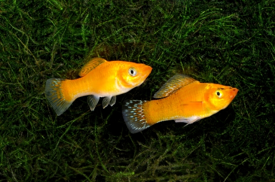 Picture of MOLLY-ORANGETAIL MARBLE SPHENOP-FW-