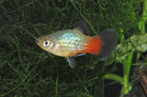 Picture for category Platies