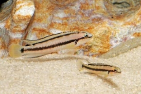 Picture for category Cichlids-Other African 