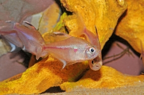 Picture for category South American Tetras