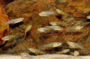 Picture for category Feeders