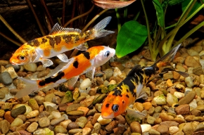 Picture for category Goldfish - Koi