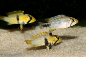 Picture for category Apistogramma