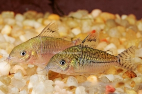 Picture for category South American Corys