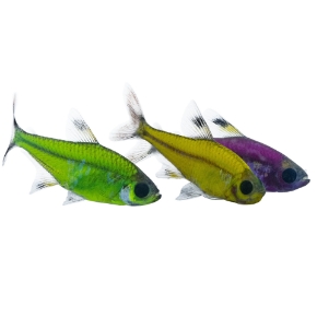Picture for category Glofish(R) - Tetra Pristella