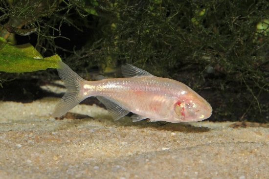 Picture of TETRA-BLIND CAVE-IMPORT(NO CA,NV,MS)