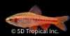 Picture of BARB-CHERRY BARB              